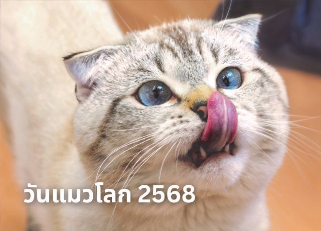 วันแมวโลก 2568: สุขสันต์ วันทาสแมว! มาทำความรู้จักและเฉลิมฉลองไปพร้อมกัน