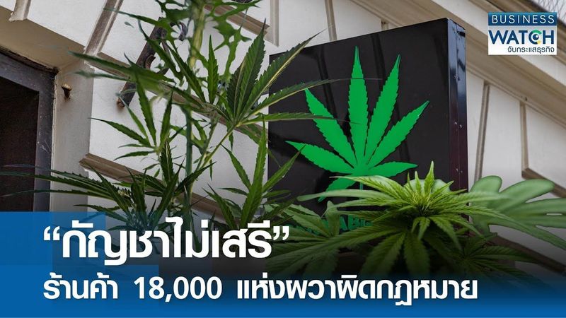 “กัญชาไม่เสรี” ร้านค้า 18,000 แห่งผวาผิดกฎหมาย | BUSINESS WATCH | 15-07-68