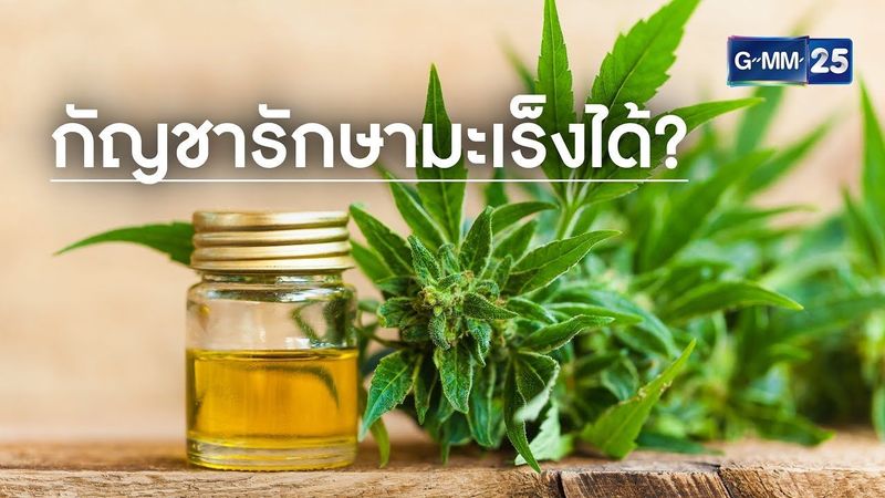 กัญชารักษามะเร็งได้ จริงหรือ? | GMM News