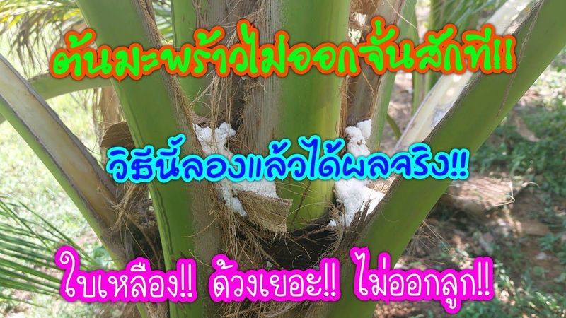 ปลูกมะพร้าวมาหลายปี!! ไม่ออกจั่นสักที!! ใบก็เหลืองด้วงก็เยอ!! วิธีนี้ลองแล้วได้ผลจริง!!