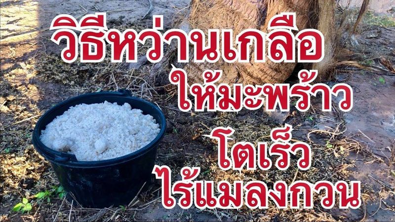 หว่านเกลือวิธีนี้ เจ๋งสุด!! มะพร้าวโตเร็ว ไร้แมลงกวน