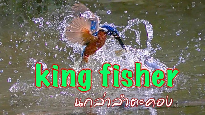 King fisher นกบลูเอีย..! นกล่าปลาแห่งลำตะคอง#นกน่ารัก #สัตว์ป่า #เขาใหญ่