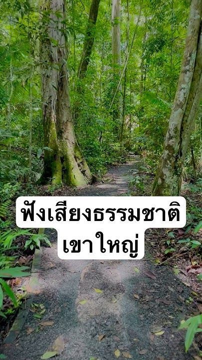 ฟังเสียงและสัมผัสกับธรรมชาติต้นไม้ สัตว์ป่า เส้นทางเดินสำรวจป่า เขาใหญ่