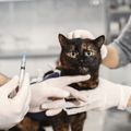 Precision Vet center (คลินิกรักษาสัตว์ Stemcell)