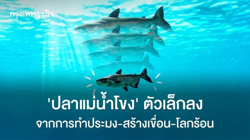 ‘ปลาแม่น้ำโขง’ ตัวเล็กลง จากการทำประมง-สร้างเขื่อน-โลกร้อน