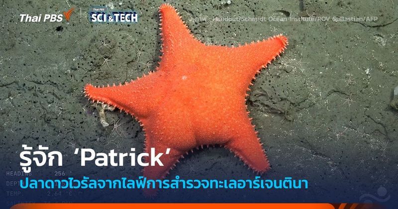 รู้จัก ‘ปลาดาว Patrick’ และการสำรวจทางทะเลสุดไวรัลของอาร์เจนตินา | Thai PBS NOW