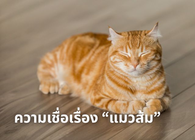 ปริศนาแมวส้ม: ไขความลับความเชื่อและข้อเท็จจริงของเจ้าเหมียวขนสีอบอุ่น