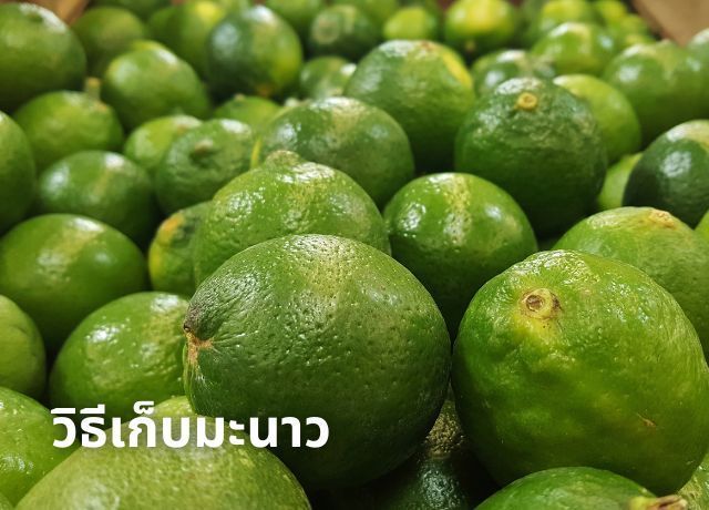 วิธีเก็บมะนาว ให้สดใหม่ ไม่เหี่ยว ไม่แห้ง ทำง่ายได้ผลจริง!
