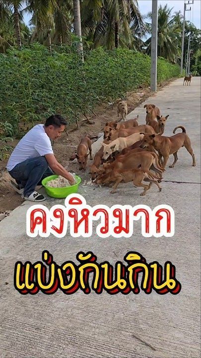 ให้อาหารหมาจร ทำบุญทำทานเรื่อยๆ#สุนัขจรจัด#หมาจรจัด#ให้อาหารหมาจร #พ่อวีทาสแมว