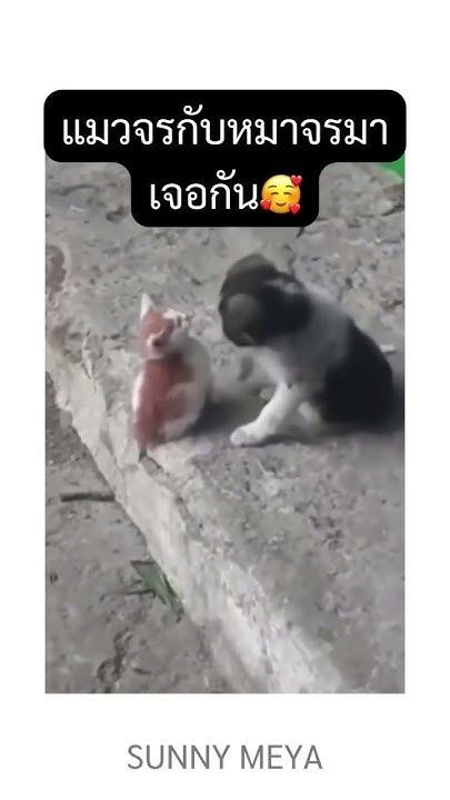 #หมาจร #แมวจร #แมวน่ารัก #หมา #คลิปสั้น #ฟีด #สัตว์โลกน่ารัก #fypシ