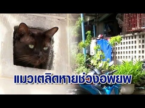 เจอแล้ว แมวเตลิดหายช่วงอพยพถนนทรุด สุดเอ็นดู เจ้าของตะโกนเรียก สุดท้ายมุดออกมาหา