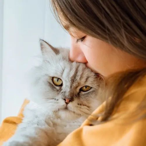 อยากเข้าวงการทาสแมว เลือกสายพันธุ์อะไรดี