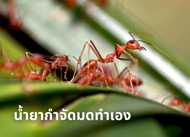 น้ำยากำจัดมดทำเอง: 3 สูตรเด็ด ปลอดภัยไร้สารเคมี! ฆ่า-ไล่-ป้องกัน จบในบทความเดียว