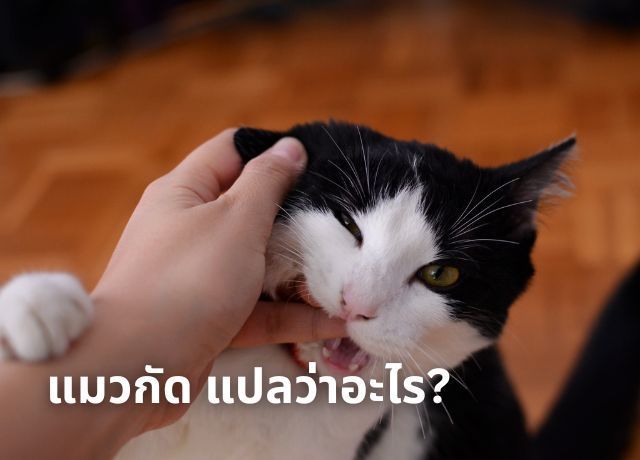 ถอดรหัสพฤติกรรม “แมวกัด” เข้าใจความหมาย สัญญาณเตือน และวิธีป้องกันแผลติดเชื้อ