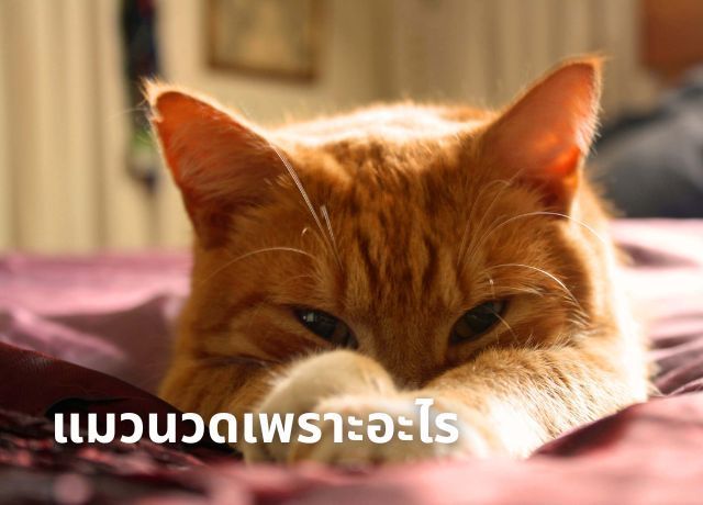 ทำไมแมวนวด? ถอดรหัส 6 เหตุผลทางวิทยาศาสตร์และสัญชาตญาณที่ซ่อนอยู่ในพฤติกรรม ‘ทำขนมปัง’