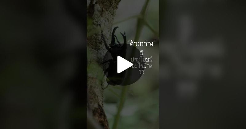 TikTok · หนูเกลียดถั่วงอก
