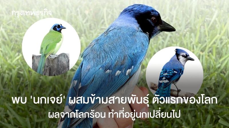 พบ ‘นกเจย์’ ผสมข้ามสายพันธุ์ ตัวแรกของโลก ผลจากโลกร้อน ทำที่อยู่นกเปลี่ยนไป