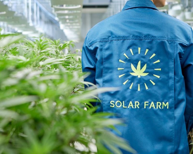 GACP Cannabis Farm Bangkok Wholesale - Solar Farm
