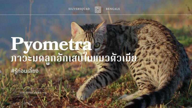 มดลูกอักเสบ (Pyometra) ในแมวตัวเมีย - SILVERSQUAD Bengals cattery