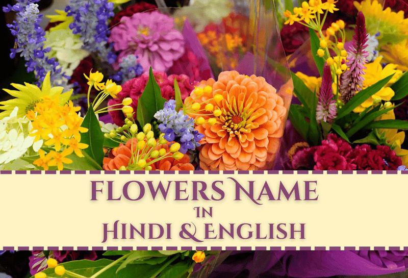 150 Flowers Name in Hindi & English with Photos