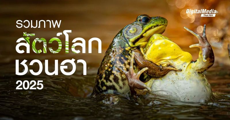 รวมภาพชวนยิ้ม ‘สัตว์โลกน่ารัก’ แห่งปี 2025 | Thai PBS NOW