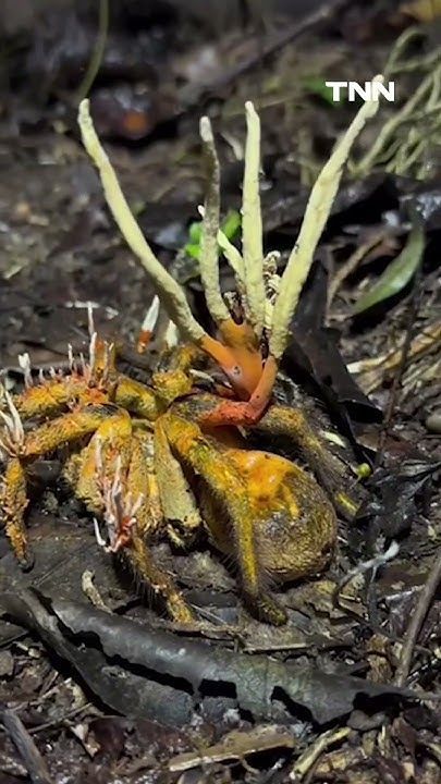 “เชื้อราซอมบี้”เปลี่ยนแมงมุมตายแล้วกลายเป็นแมงมุมผีดิบ