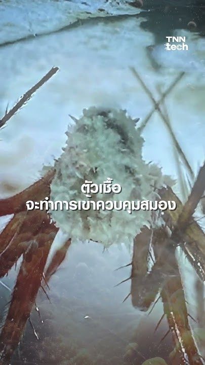 ไอร์แลนด์พบ “เชื้อราซอมบี้” สร้างวงจรมรณะ ระบาดในถ้ำ | TNN Tech