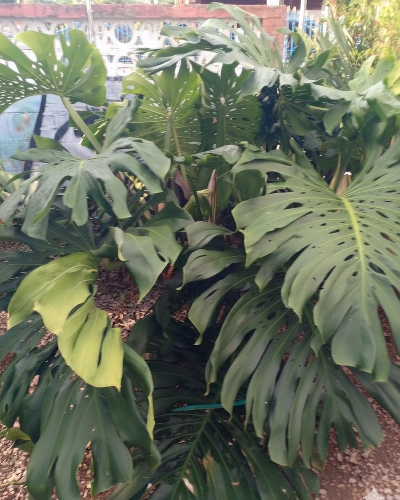 [N-va (N-va)] Monstera Deliciosa (พลูฉลุ) ต้นไม้ที่มีใบขนาดใหญ่และมี ...
