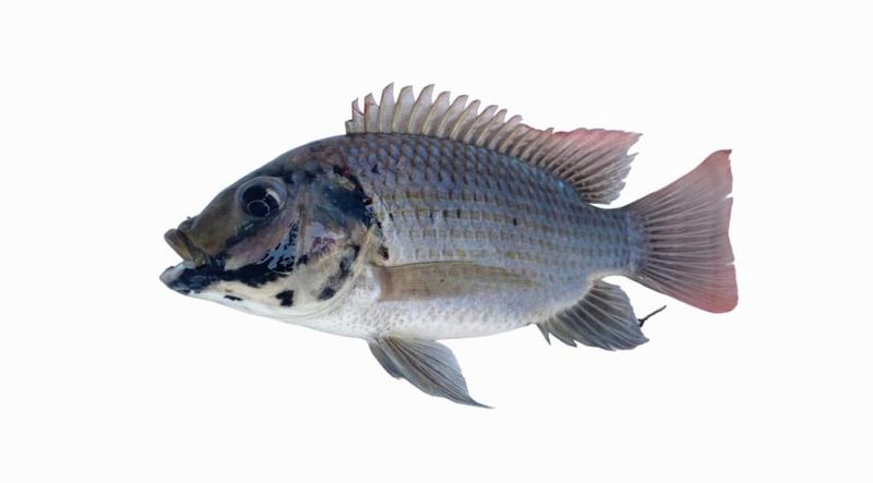 สถานการณ์ปลาหมอคางดำระบาด การทำหมันจะแก้ปัญหานี้ได้หรือไม่ - มูลนิธิสืบนาคะเสถียร