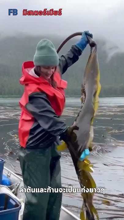 สาหร่ายสายพันธุ์สุดแปลก