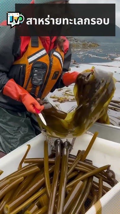 สาหร่ายทะเลกรอบ #JeVeuxDire #JVD #รู้หรือไม่ #ความรู้ #วิทยาศาสตร์