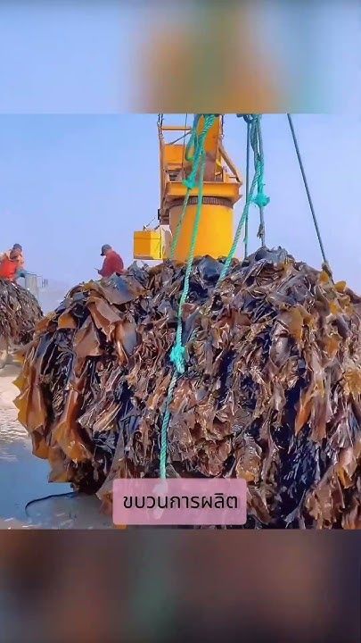 สาหร่ายทะเล 🌊 มาจากไหน #shorts