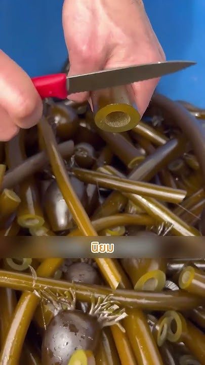 สาหร่ายทะเลประหลาด 🎶🍃 เป็นทั้งอาหารและศิลปะแห่งเสียงดนตรี #shorts