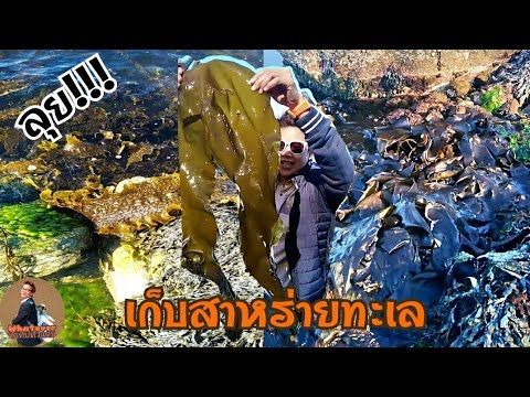 เก็บสาหร่ายทะเล ที่นอร์เวย์