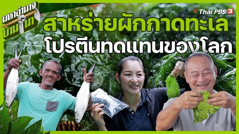 สาหร่ายผักกาดทะเล โปรตีนทดแทนของโลก | มหาอำนาจบ้านนา