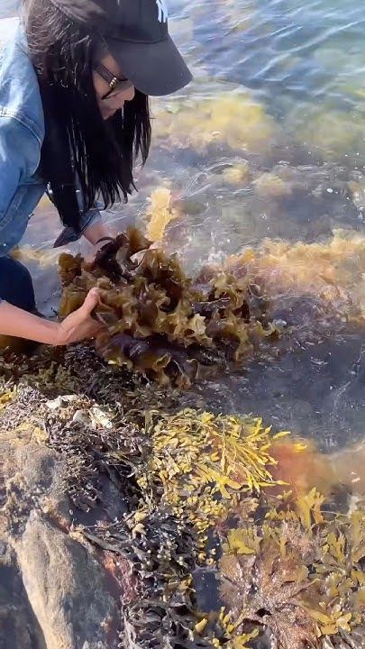 สาหร่ายทะเลกินได้รสชาติอร่อยค่ะเอาไปยำใส่วุ้นเส้น #nature #สาหร่าย