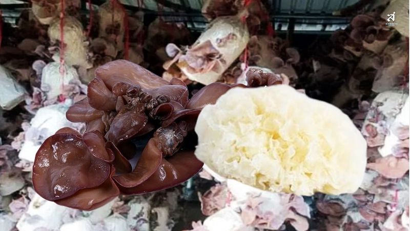 เจาะลึกตลาด “เห็ดหูหนู” พืชเศรษฐกิจมาแรง! ราคาพุ่งรับเทรนด์อาหารสุขภาพ