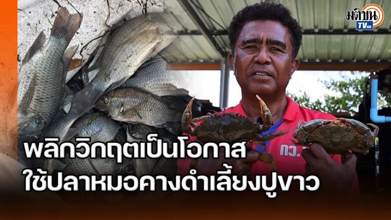 พลิกวิกฤตเป็นโอกาส! ใช้ปลาหมอคางดำเลี้ยงปูขาว