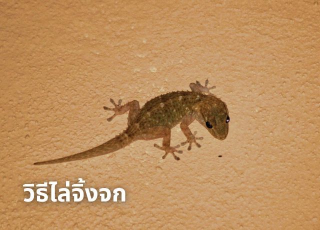 บอกลาปัญหากวนใจ: 5 วิธีง่ายๆ ในการไล่ ”จิ้งจก” ออกจากบ้าน