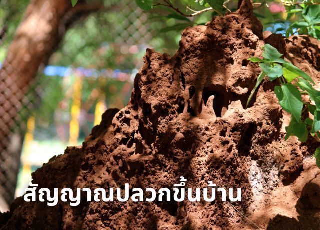 เช็กด่วน! 4 ร่องรอยปลวกบุก...ภัยเงียบที่คุณมองข้ามไม่ได้