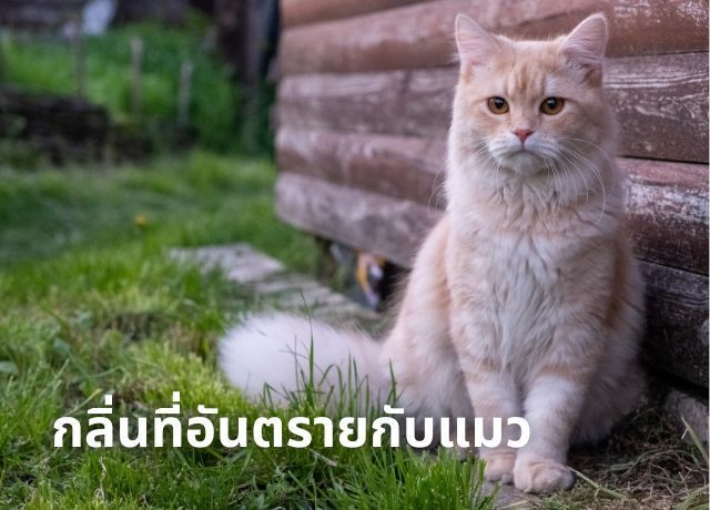 เตือนเจ้าของแมว! 5 กลิ่นสามัญในบ้านที่อาจทำให้เหมียวป่วย