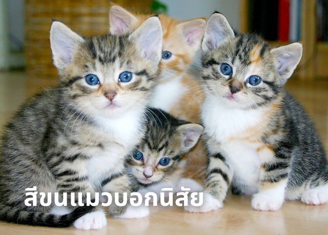 สีขนแมวบอกนิสัย: ความจริงทางพันธุกรรมและพฤติกรรมที่ซ่อนอยู่