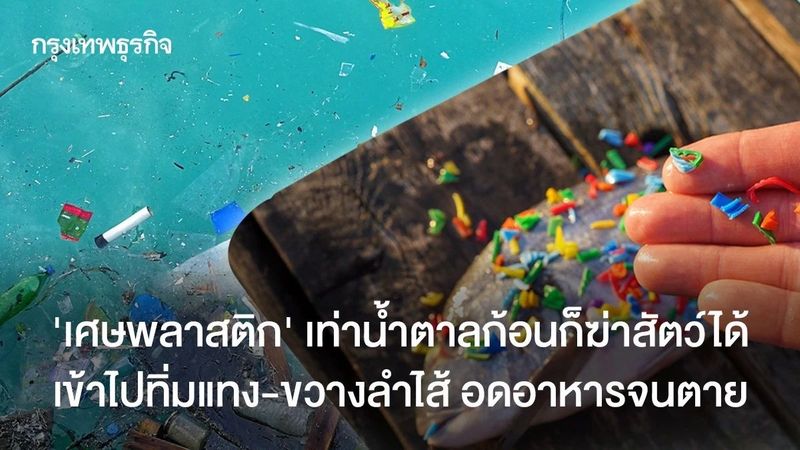 ‘เศษพลาสติก’ เท่าน้ำตาลก้อนก็ฆ่าสัตว์ได้ ทิ่มแทง-ขวางลำไส้ อดอาหารจนตาย