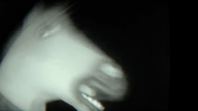 Shedfromthebody - Nature’s Weapons (Video)