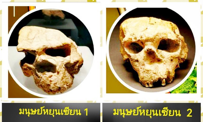 [วศ. นฤพนธ์ เพ็งอ้น] มนุษย์​ Yunxian อู่ฮั่นวิวัฒนา​การเป็นมนุษย์มังกร​ ณ​ แมนจู​ และ​ลาวก่อนไปเทือกเขาอัลไต​ และ​ทิเบต
จีนค้นพบ​มนุษย์​หยุนเซียน 2 (Yunxian 2) อายุ​ 1.1​ ล้าน​ปี​ มนุษย์ Yunxian เป็นโฮมินิดที่สูญพันธุ์