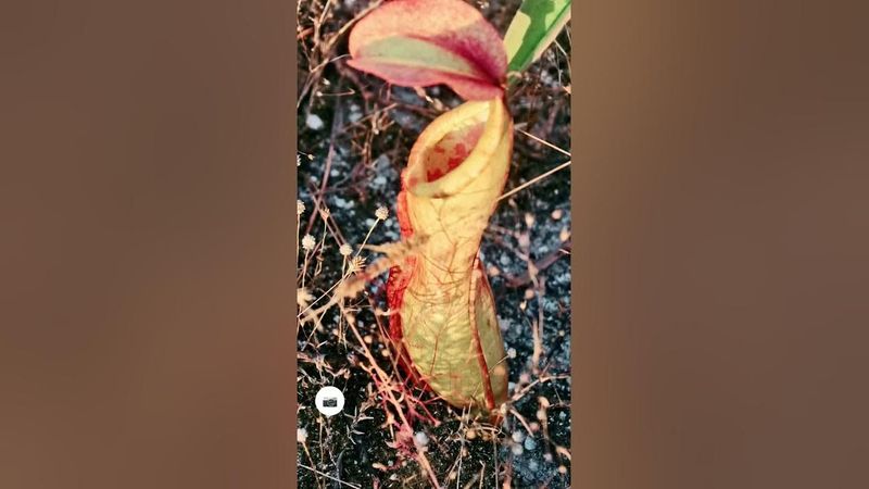 GPS ทางขึ้น ผาจ้อง เทือกเขาภูเขาควาย สปป.ลาว🇱🇦 #travel #nature #ภูเขาควาย #วิถีสัญจร