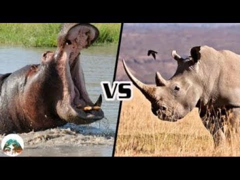 ฮิปโป VS แรด ใครจะเป็นฝ่ายชนะ?