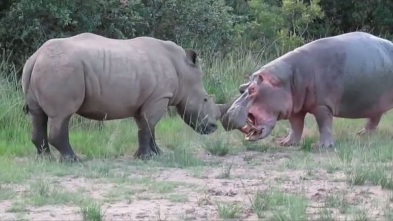 แรดกับฮิปโปในแอฟริกาเนี้ย ถ้ามันสู้กันจริงๆตัวไหนจะชนะคับ