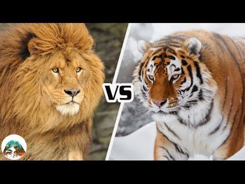 สิงโตบาร์บารี (แอตลาส) VS เสือโคร่งไซบีเรีย ใครจะเป็นฝ่ายชนะ?