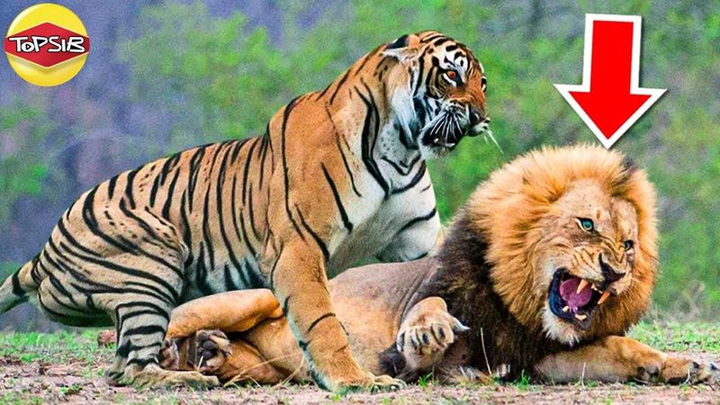 เสือ ปะทะ สิงโต ใครคือเจ้าป่าตัวจริง (ลุ้นมาก)
